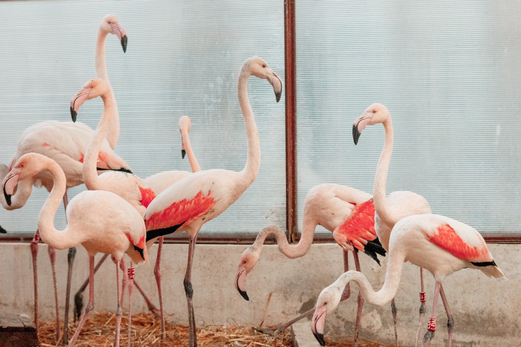 Zoo Târgu Mureș se îmbogățește cu flamingo și pelicani