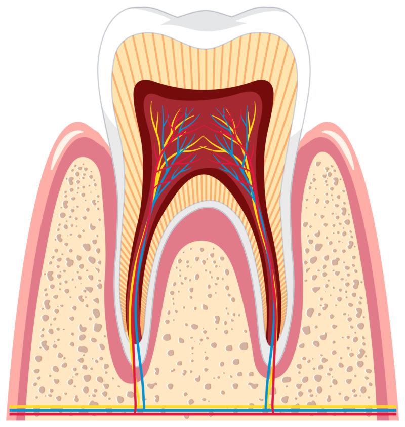 Ghid Medical | Pulpita