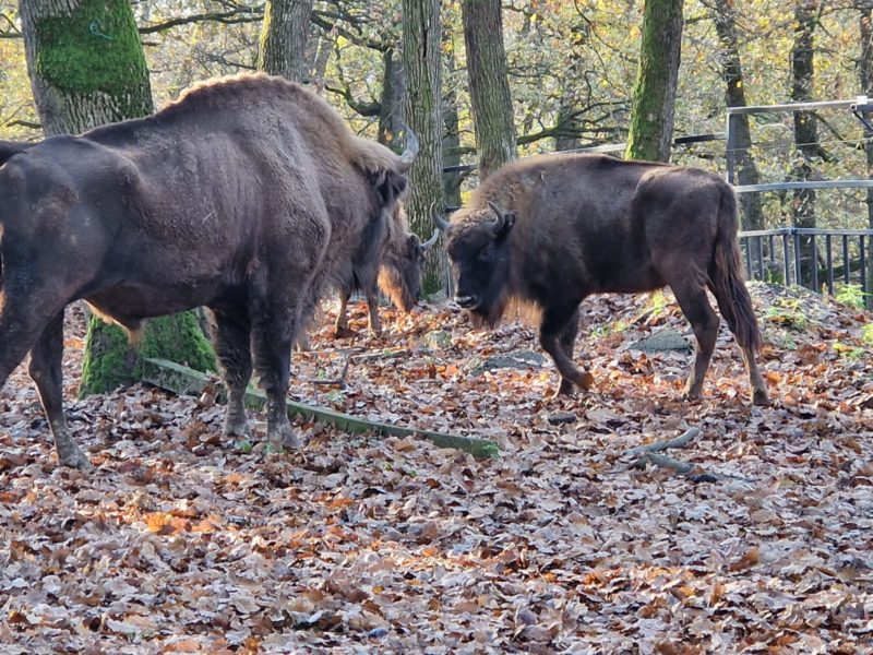 Noi zimbri la ZOO TârguMureș Noi zimbri la ZOO TârguMureș