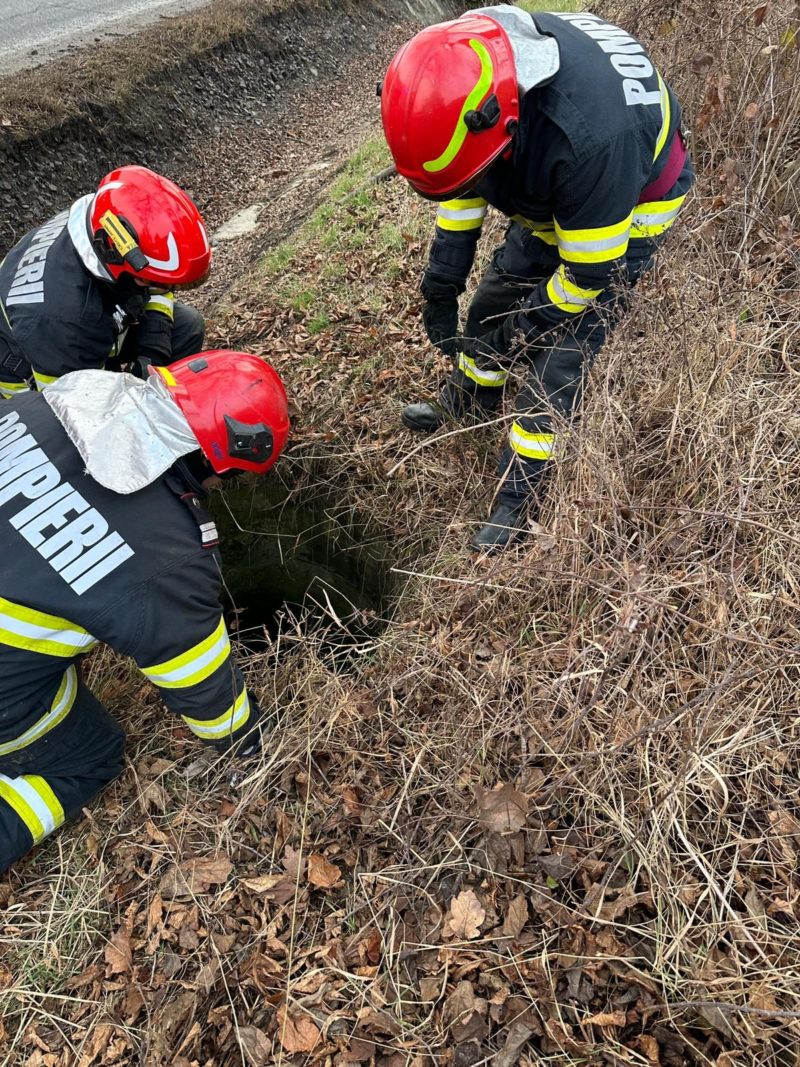 Animal căzut într-o fântână dezafectată, salvat de pompierii mureșeni Animal căzut într-o fântână dezafectată, salvat de pompierii mureșeni