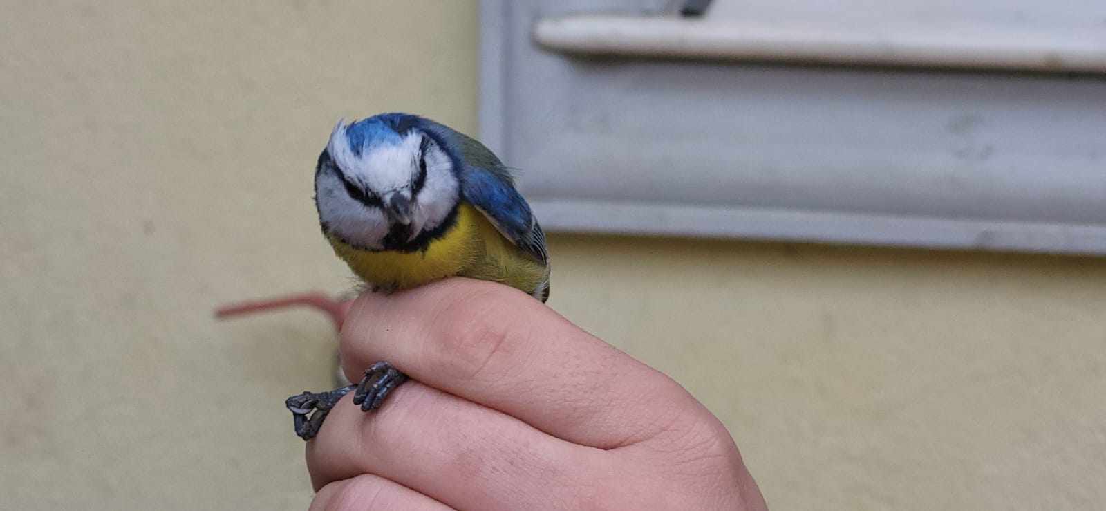 Record de păsări inelate de Asociaţia Milvus din Târgu Mureş