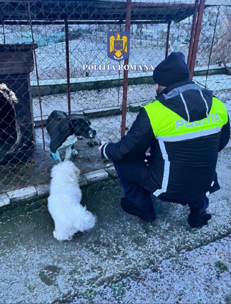 Percheziții într-un dosar penal de organizare de lupte între câini și intervenții chirurgicale neautorizate, în județul Mureș