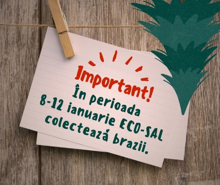 La Mediaș începe colectarea brazilor de Crăciun