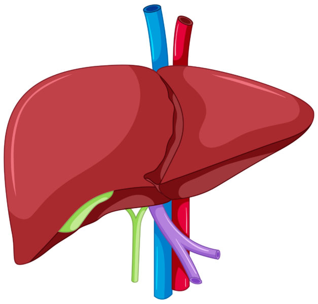 Ghid Medical | Ficatul gras