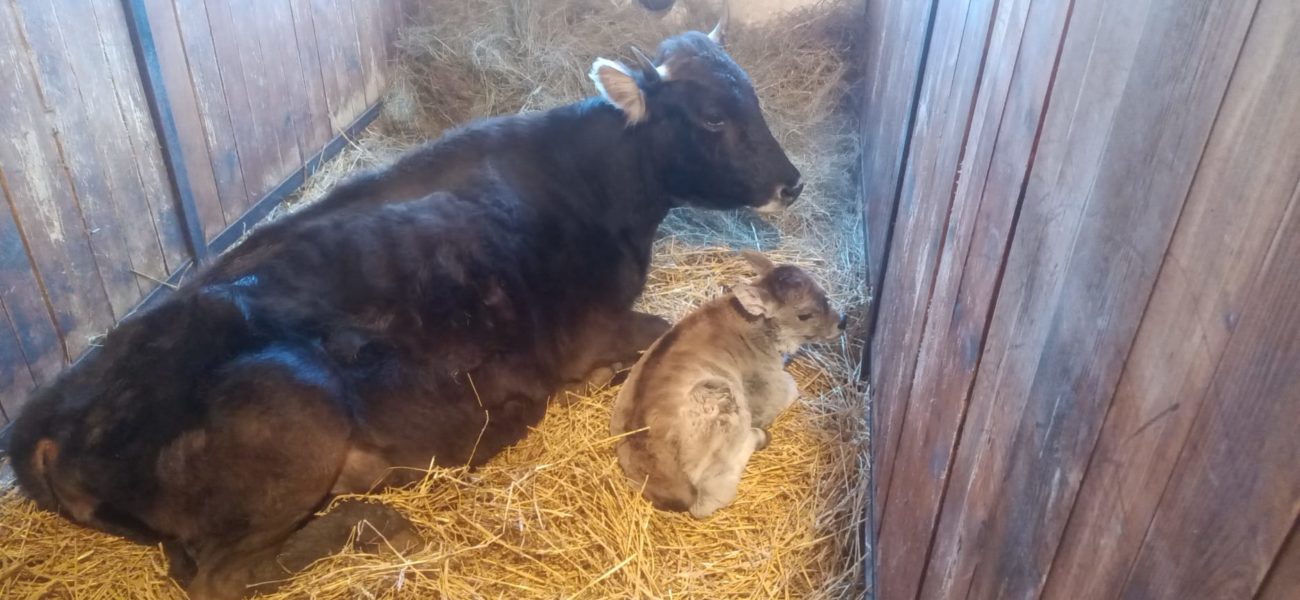 Program de salvare a rasei de vaci „mocănița” la Zoo Târgu Mureș
