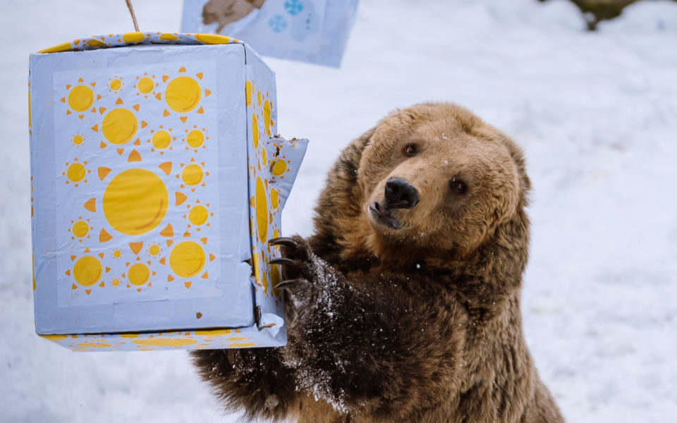 Rebus de Ziua Ursului, la Zoo Târgu Mureş