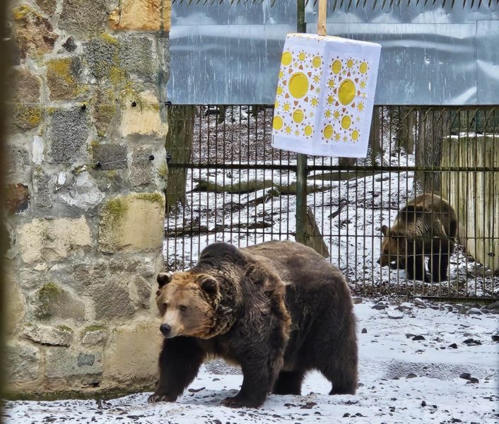 Ursul a vestit primăvara, la Grădina Zoologică din Târgu Mureș