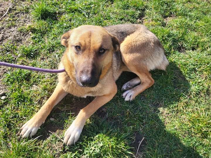 Peste 300 de căţei aşteaptă să fie adoptaţi la Sfântu Gheorghe Peste 300 de căţei aşteaptă să fie adoptaţi la Sfântu Gheorghe
