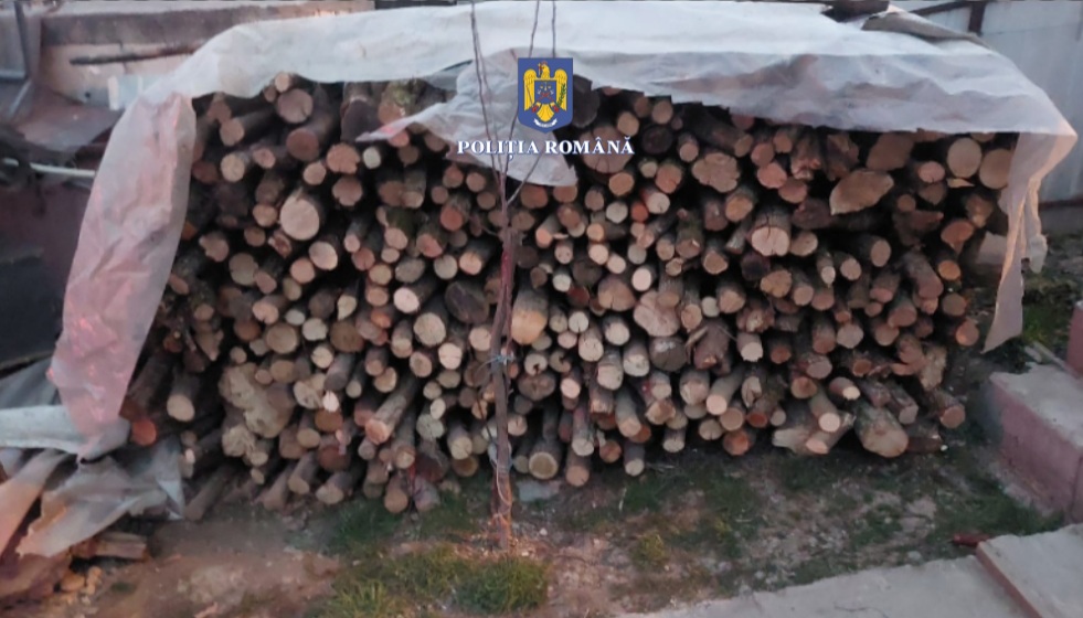 Patru precheziții, opt mandate de aducere și cinci persoane reținute într-un dosar de tăiere fără drept și furt de arbori