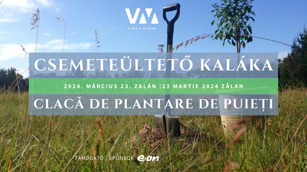 Covasna: 10.000 de puieţi de foioase plantaţi la Zălan, pe o suprafaţă de două hectare
