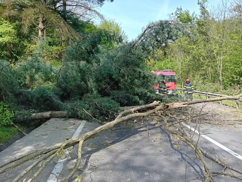 Copac căzut pe carosabil la Corunca Copac căzut pe carosabil la Corunca