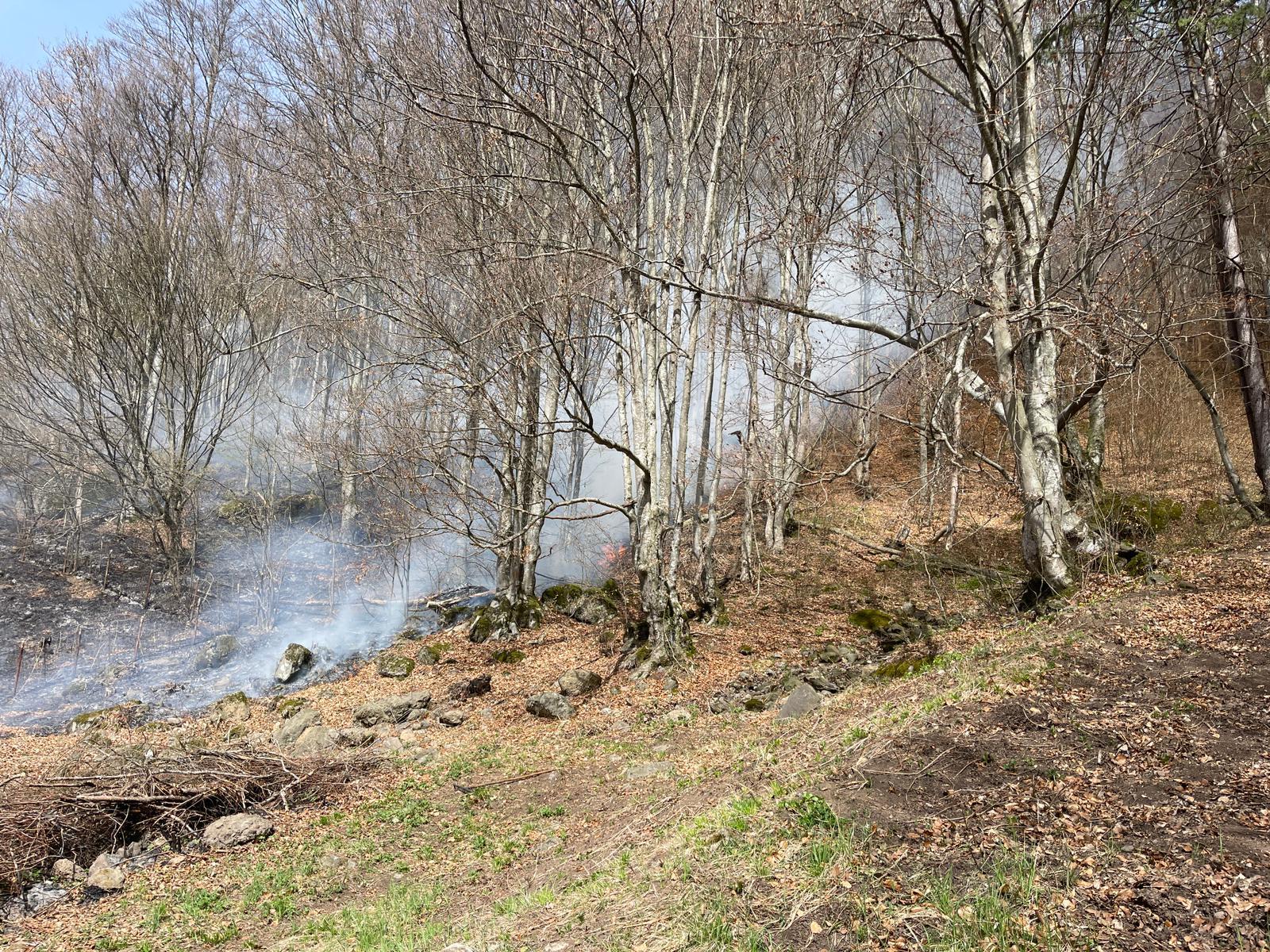 Incendiu de vegetație uscată cu propagare la litiera pădurii din localitatea Andreneasa