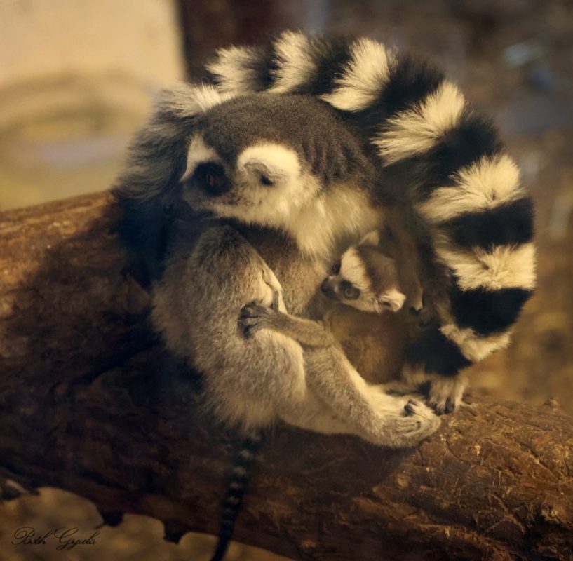 Animăluțe noi aduse din Cehia și Germania la Zoo Tg. Mureș
