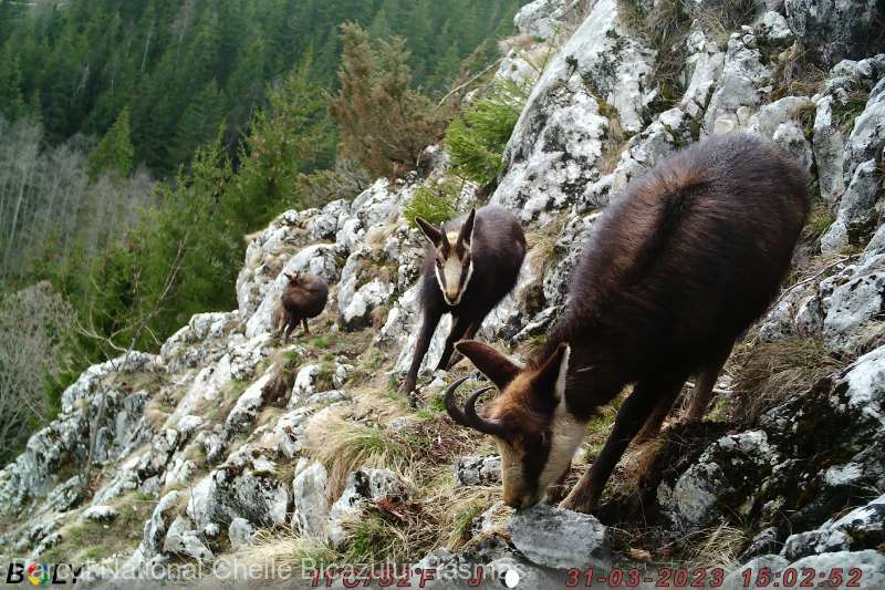 Harghita: Începe evaluarea populaţiei de capre negre în Parcul Naţional Cheile Bicazului-Hăşmaş