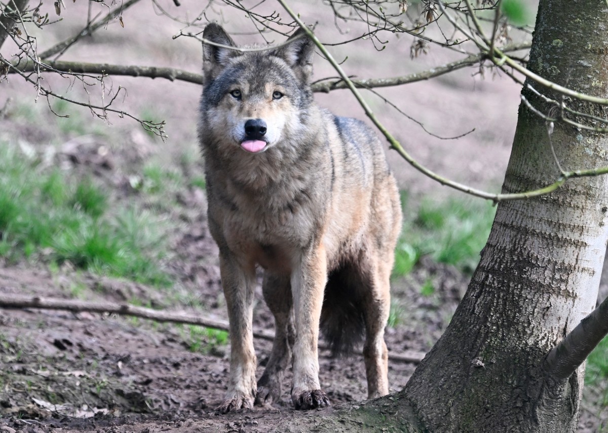 Animalele sălbatice au produs anul trecut sute de pagube în gospodăriile din judeţul Braşov