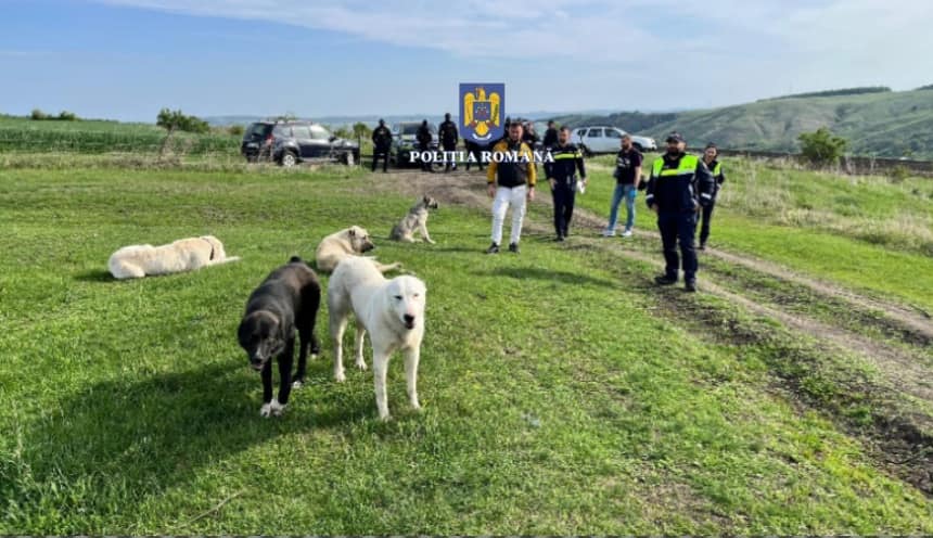 Percheziții în Mureș într-un caz de organizare de lupte între câini