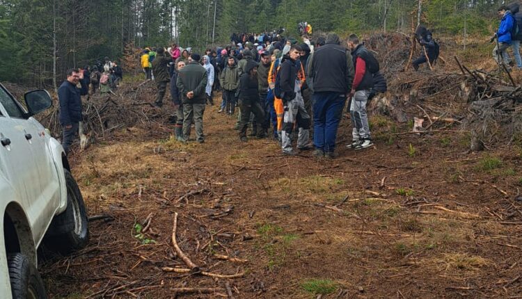 Tinerii din zona Gheorgheni au plantat peste 3.000 de arbori