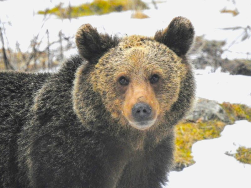 La Brașov a început monitorizarea speciilor de animale protejate