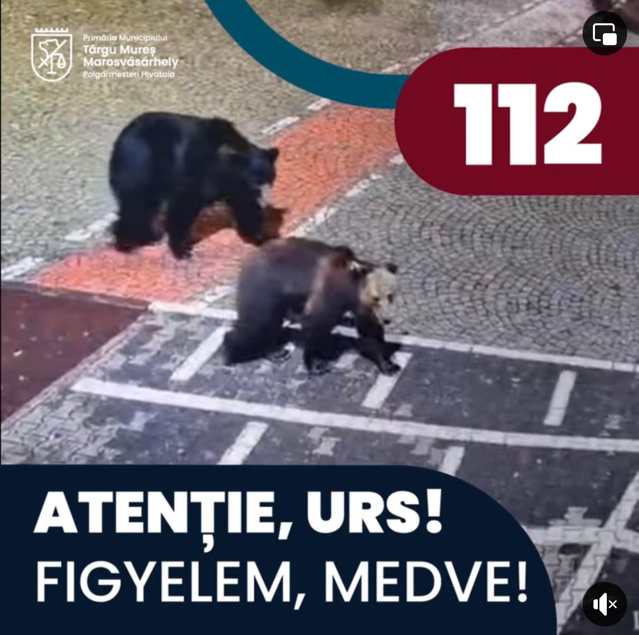 Atenție tg.mureșeni! Ursii de la Platoul Cornești încă nu au fost capturați