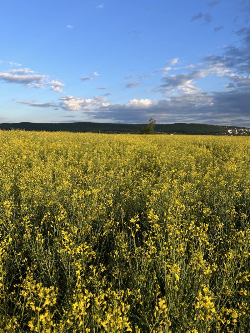 10% din agricultura județului Mureș este afectată de deficitul de apă 10% din agricultura județului Mureș este afectată de deficitul de apă