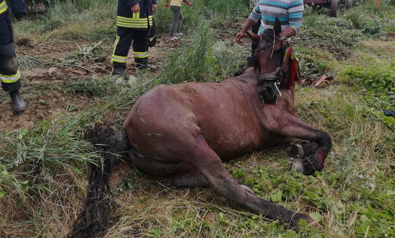 Cal salvat după ce a căzut într-un pârâu din localitatea Băița, județul Mureș Cal salvat după ce a căzut într-un pârâu din localitatea Băița, județul Mureș