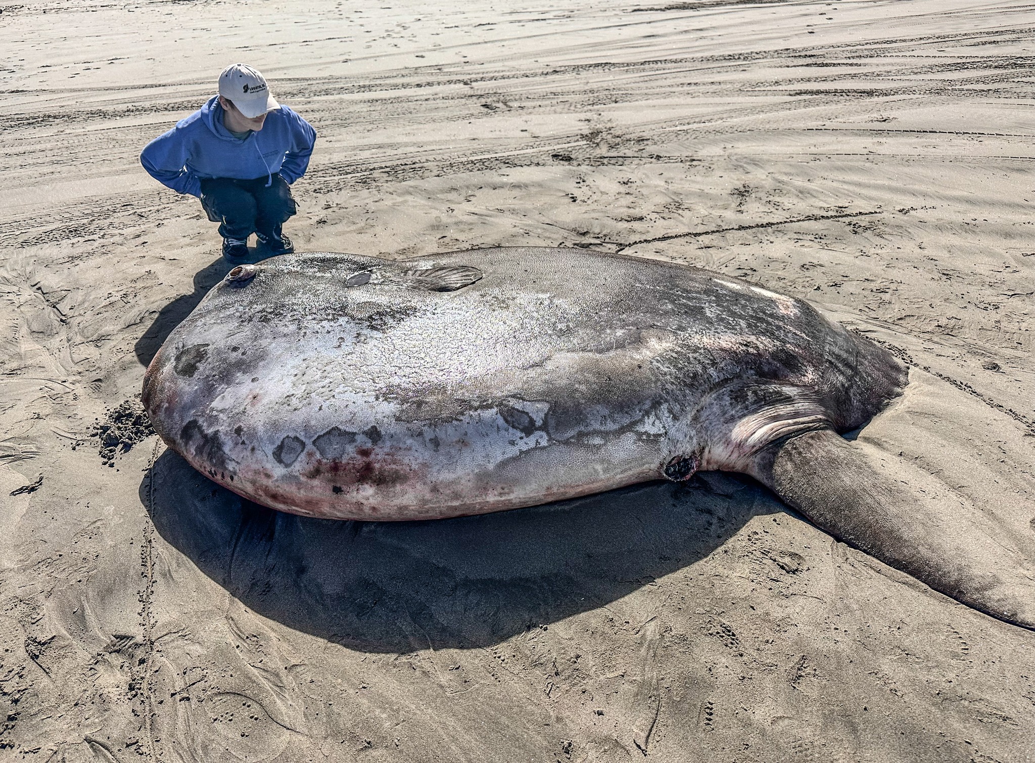 Un pește soare gigantic a fost găsit eșuat pe o plaja din Oregon