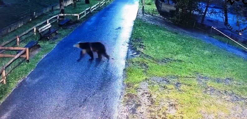 Un urs a intrat în Grădina Zoologică din Târgu Mureș și a omorât o căprioară