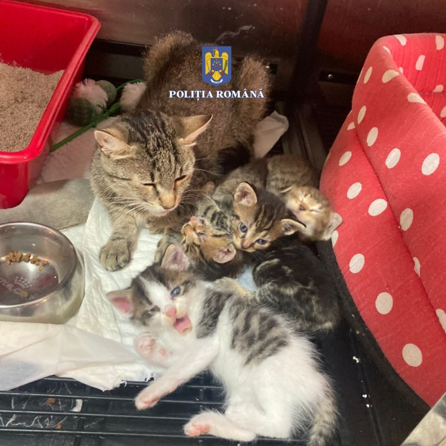 O femeie care a abandonat o pisică cu patru pui în Reghin, amendată cu 12.000 de lei O femeie care a abandonat o pisică cu patru pui în Reghin, amendată cu 12.000 de lei