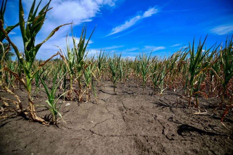 Ministerul Agriculturii va începe în perioada următoare plata despăgubirilor pentru secetă Ministerul Agriculturii va începe în perioada următoare plata despăgubirilor pentru secetă