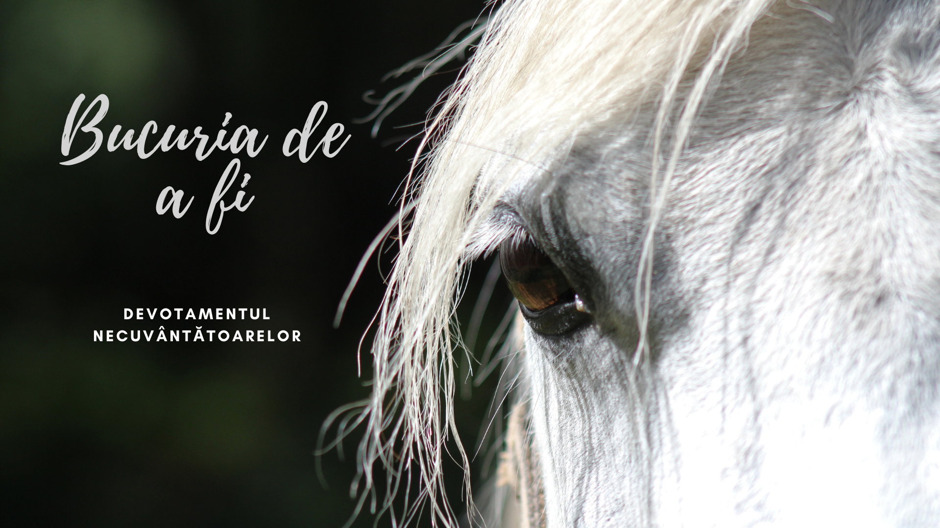 Bucuria de a fi | Devotamentul necuvântătoarelor