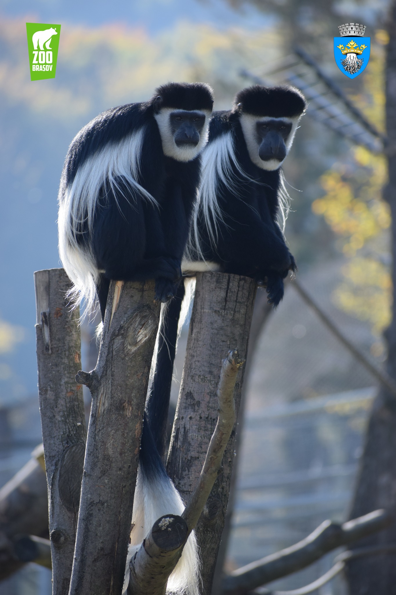Ziua Internaţională a Primatelor, sărbătorită la Grădina Zoologică din Braşov