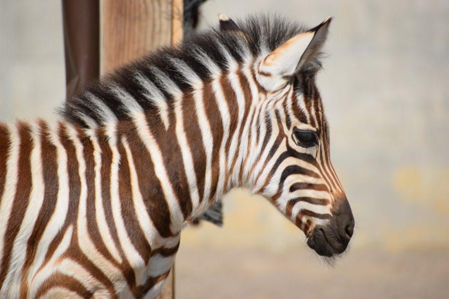 Pui de zebră născut la Zoo Braşov Pui de zebră născut la Zoo Braşov