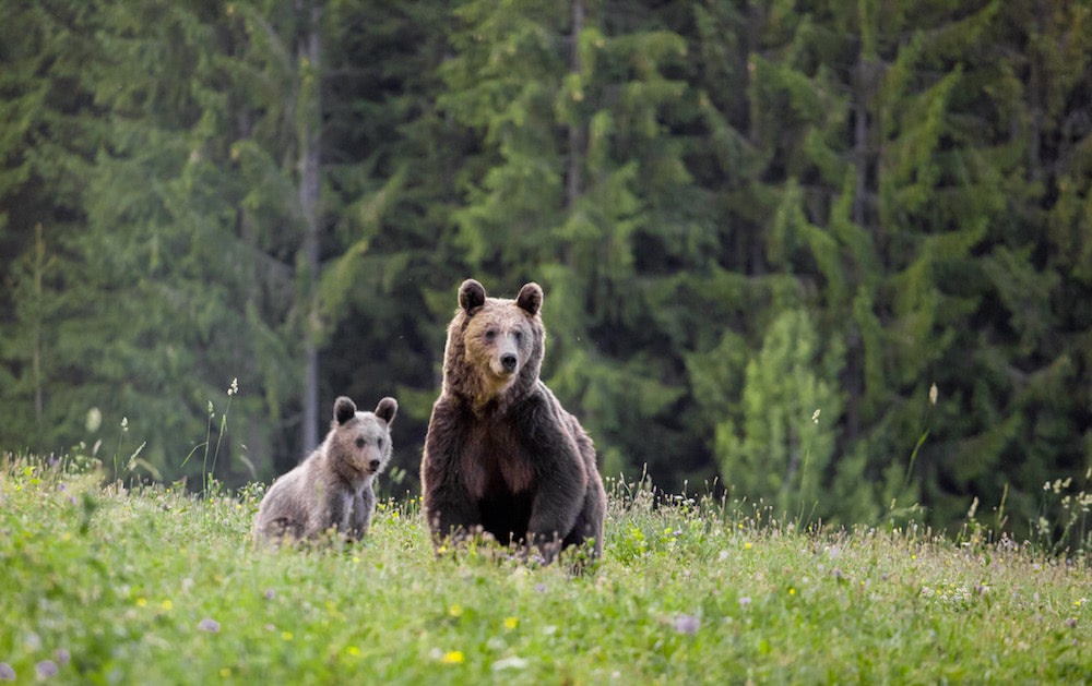 Autorizațiile de împușcare a urșilor din Covasna, atacate în instanță de activiștii de mediu Autorizațiile de împușcare a urșilor din Covasna, atacate în instanță de activiștii de mediu