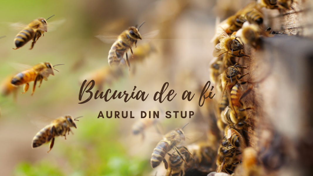 Bucuria de a fi | Propolis