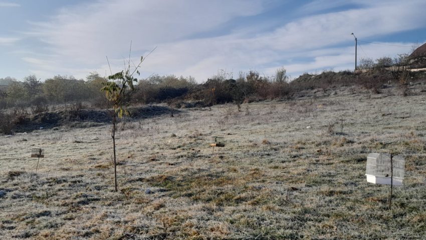 Braconaj la păsări cântătoare, în Târgu Mureș