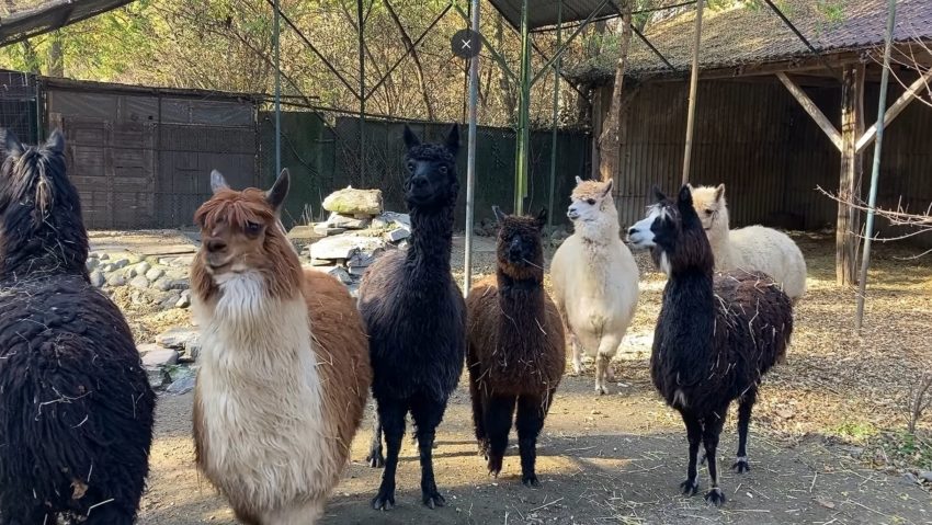 Șapte animale noi la Grădina Zoologică Târgu Mureș