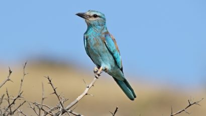 Mureş: Peste 850 de cuiburi artificiale montate de Grupul Milvus pentru conservarea populaţiei de dumbrăveancă