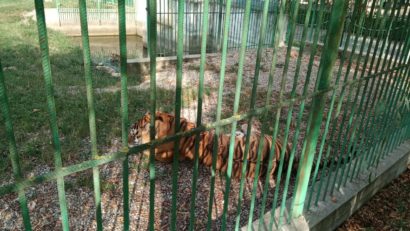 Un angajat de la Grădina Zoologică Piteşti a murit după ce a fost atacat de un tigru