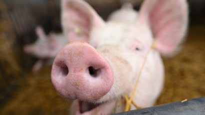 Focar de pestă porcină, la Chirileu, în județul Mureș