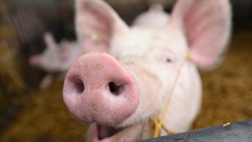 Focar de pestă porcină, la Chirileu, în județul Mureș