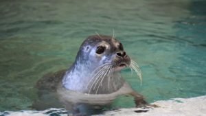 Îngrijire specială pentru animalele de la ZOO Brașov, pe vreme geroasă