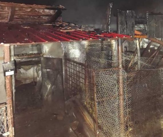 10 porci au ars în Șăulia de Câmpie, județul Mureș
