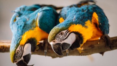 Zoo Târgu Mureș concurează cu Grădina din Antwerp, la numărul de papagali rari