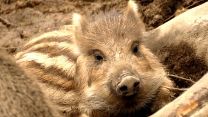 Asistență bazată pe inteligența artificială pentru supravegherea non-stop a animalelor de la Grădina Zoologică din Braşov