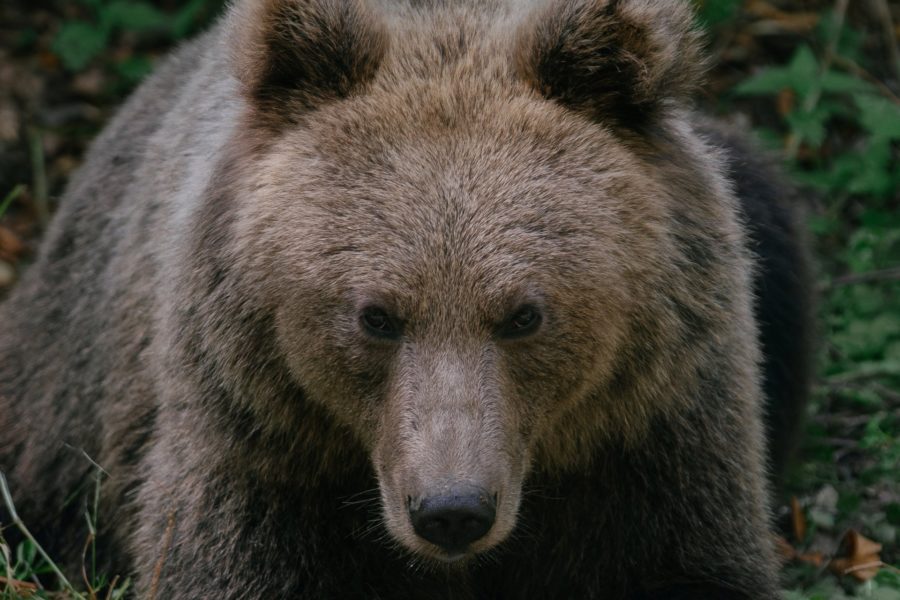 Fără o lege a cotelor de împușcare a urșilor, Primăria Sfântu Gheorghe aplică protocoalele existente