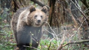 Urs împușcat la Cașinul Nou după ce a atacat doi membri ai unei echipe de intervenţie