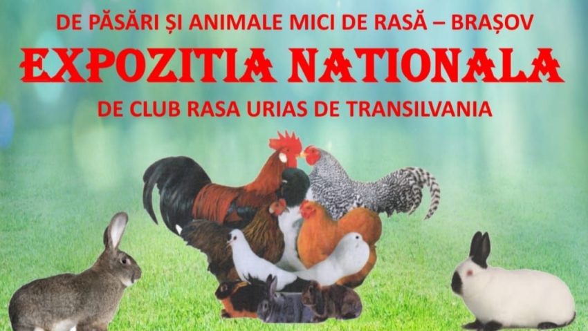Expoziţie de păsări şi animale de rasă, la Râşnov Expoziţie de păsări şi animale de rasă, la Râşnov