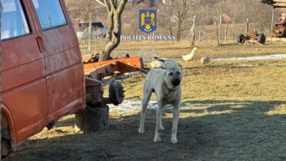 Un mureșean a fost amendat, după ce și-a abandonat câinele
