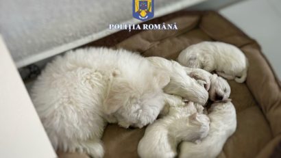 Percheziții ale Poliției Animalelor în municipiul Sighișoara