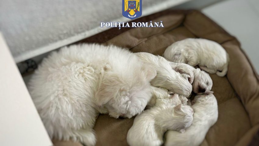 Percheziții ale Poliției Animalelor în municipiul Sighișoara